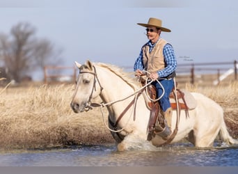 American Morgen Horse Mestizo, Caballo castrado, 15 años, 157 cm, Dunalino (Cervuno x Palomino)