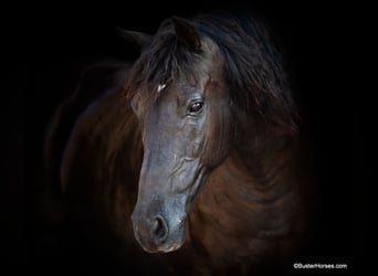 American Morgen Horse, Caballo castrado, 16 años, 152 cm, Negro