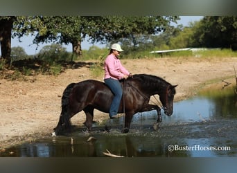 American Morgen Horse, Caballo castrado, 17 años, 152 cm, Negro