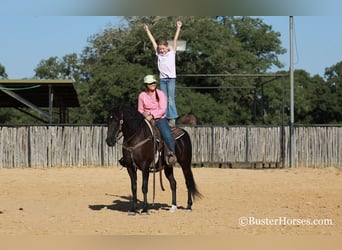 American Morgen Horse, Caballo castrado, 17 años, 152 cm, Negro