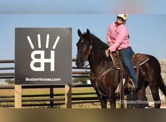 American Morgen Horse, Caballo castrado, 17 años, 152 cm, Negro