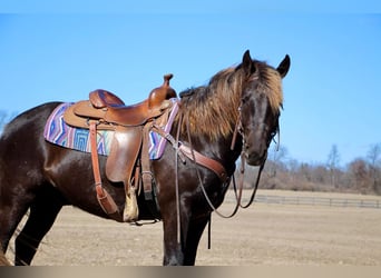 American Morgen Horse, Caballo castrado, 4 años, 152 cm, Castaño