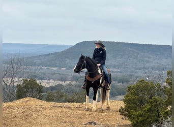 American Morgen Horse, Caballo castrado, 5 años, 145 cm, Tobiano-todas las-capas