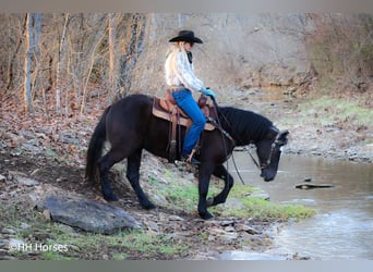 American Morgen Horse, Caballo castrado, 5 años, 147 cm, Negro