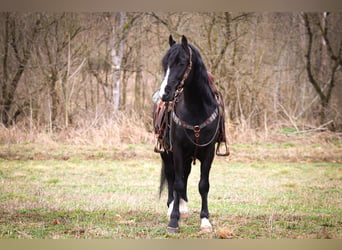 American Morgen Horse, Caballo castrado, 5 años, 150 cm, Negro