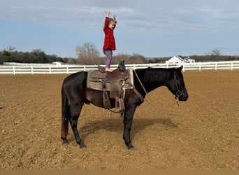 American Morgen Horse, Caballo castrado, 5 años, 152 cm, Negro