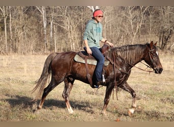 American Morgen Horse, Caballo castrado, 5 años, Castaño