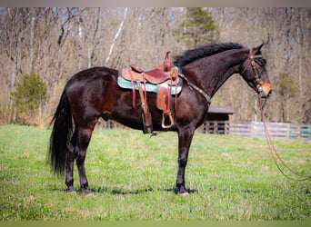 American Morgen Horse, Caballo castrado, 5 años, Castaño rojizo