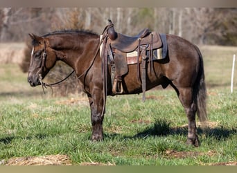 American Morgen Horse, Caballo castrado, 6 años, 147 cm, Castaño