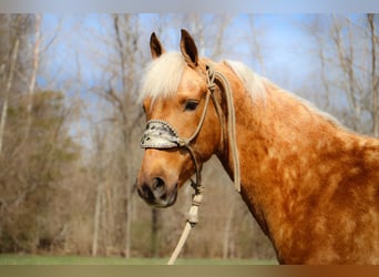 American Morgen Horse, Caballo castrado, 6 años, 150 cm, Palomino