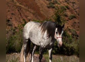 American Morgen Horse, Caballo castrado, 6 años, 152 cm, Tordo rodado