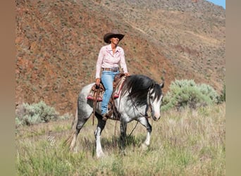 American Morgen Horse, Caballo castrado, 6 años, 152 cm, Tordo rodado