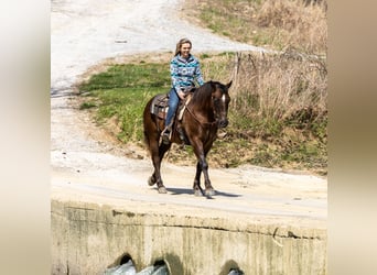 American Morgen Horse, Caballo castrado, 7 años, 147 cm, Castaño