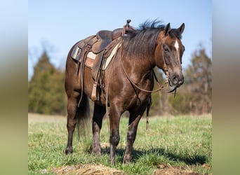 American Morgen Horse, Caballo castrado, 7 años, 147 cm, Castaño