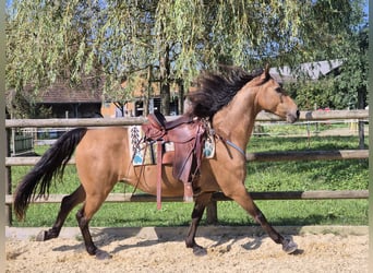 American Morgen Horse, Caballo castrado, 7 años, 150 cm, Buckskin/Bayo