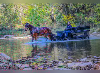 American Morgen Horse, Caballo castrado, 8 años, 165 cm, Castaño rojizo