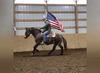 American Morgen Horse Mestizo, Caballo castrado, 9 años, 145 cm