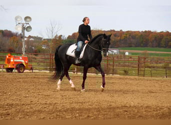 American Morgen Horse, Caballo castrado, 9 años, 155 cm