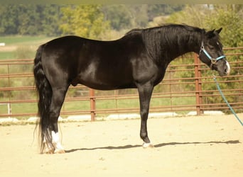 American Morgen Horse, Caballo castrado, 9 años, 155 cm, Negro