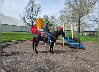 American Morgen Horse, Caballo castrado, 9 años, 155 cm, Ruano azulado