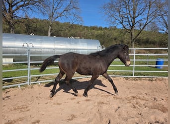 American Morgen Horse, Étalon, 1 Année, 148 cm, Bai brun