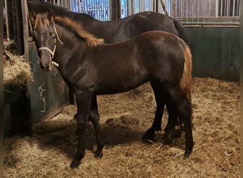 American Morgen Horse, Étalon, 1 Année, 155 cm, Bai brun