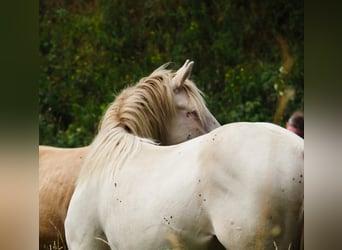 American Morgen Horse, Étalon, 1 Année, 156 cm, Perlino