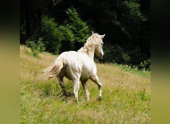 American Morgen Horse, Étalon, 1 Année, 156 cm, Perlino