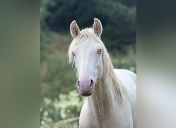 American Morgen Horse, Étalon, 1 Année, 156 cm, Perlino