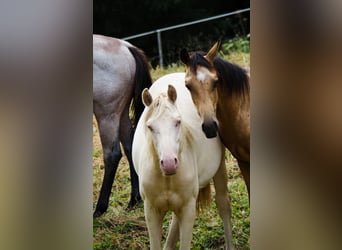 American Morgen Horse, Étalon, 1 Année, 156 cm, Perlino