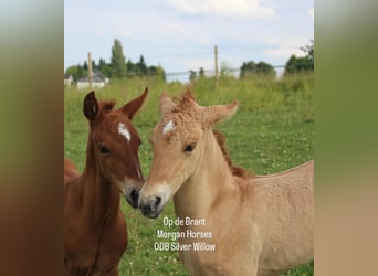 American Morgen Horse, Étalon, Poulain (05/2025), 154 cm, Grullo
