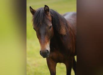 American Morgen Horse, Hengst, 1 Jaar, 153 cm, Donkerbruin