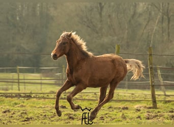 American Morgen Horse Mix, Hengst, 1 Jaar