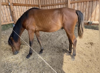 American Morgen Horse, Hengst, 2 Jaar, 160 cm