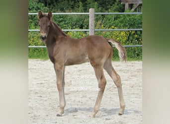 American Morgen Horse, Hengst, Veulen (05/2025), 154 cm, Grullo