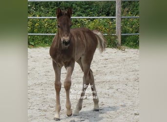 American Morgen Horse, Hengst, Veulen (05/2025), 154 cm, Grullo