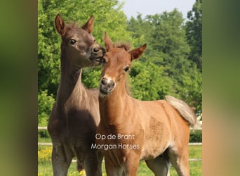 American Morgen Horse, Hengst, Veulen (05/2025), 154 cm, Grullo
