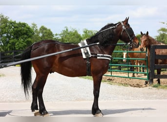 American Morgen Horse, Hongre, 10 Ans, 150 cm, Bai cerise