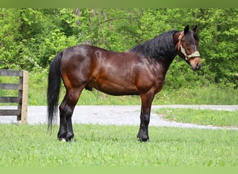 American Morgen Horse, Hongre, 10 Ans, 150 cm, Bai cerise
