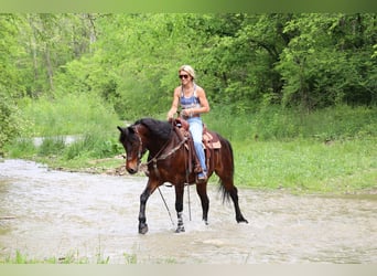 American Morgen Horse, Hongre, 10 Ans, 150 cm, Bai cerise