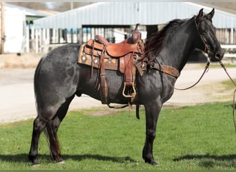 American Morgen Horse, Hongre, 10 Ans, 155 cm, Rouan Bleu