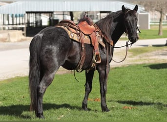 American Morgen Horse, Hongre, 10 Ans, 155 cm, Rouan Bleu