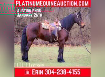 American Morgen Horse, Hongre, 10 Ans, 160 cm, Bai cerise