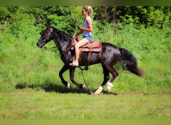 American Morgen Horse, Hongre, 12 Ans, 150 cm, Noir