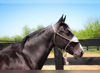 American Morgen Horse, Hongre, 12 Ans, 150 cm, Noir