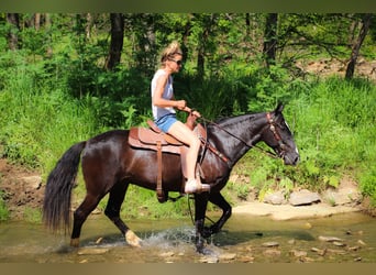 American Morgen Horse, Hongre, 13 Ans, 150 cm, Noir