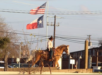 American Morgen Horse Croisé, Hongre, 15 Ans, 157 cm, Palomino