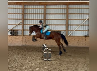 American Morgen Horse, Hongre, 4 Ans, 163 cm, Bai cerise