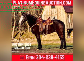 American Morgen Horse, Hongre, 5 Ans, 147 cm, Noir