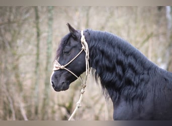 American Morgen Horse, Hongre, 5 Ans, 150 cm, Noir